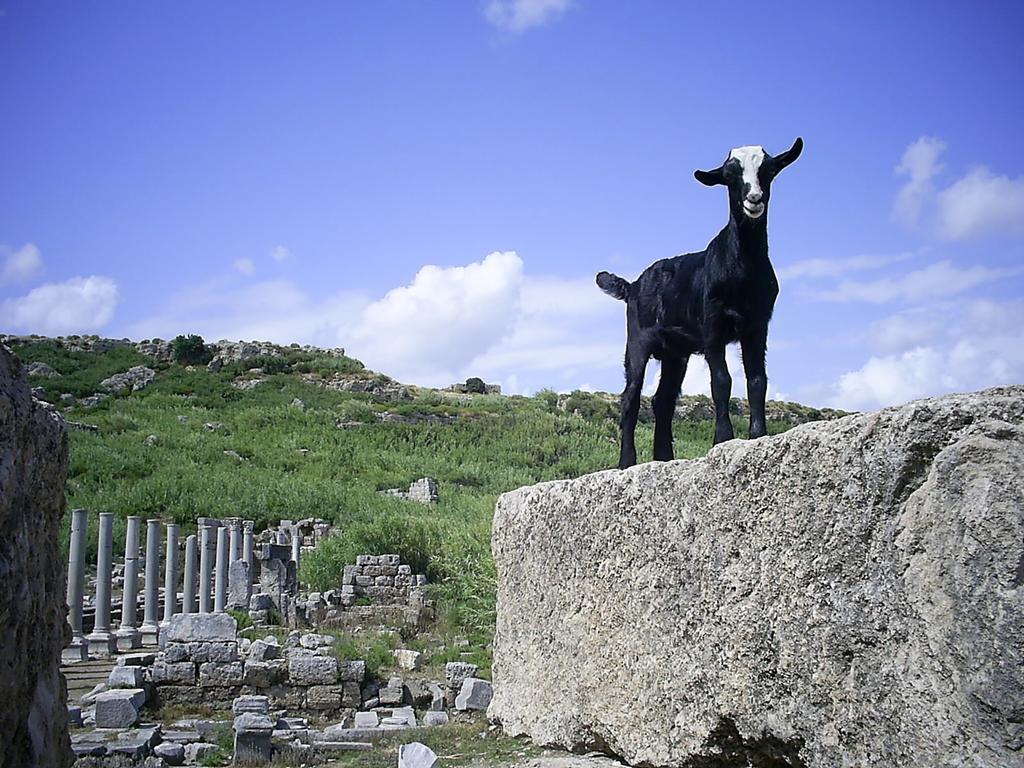 Maji Village Çıralı Buitenkant foto