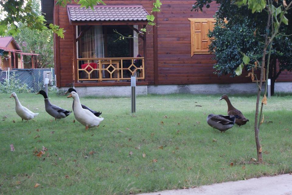 Maji Village Çıralı Buitenkant foto