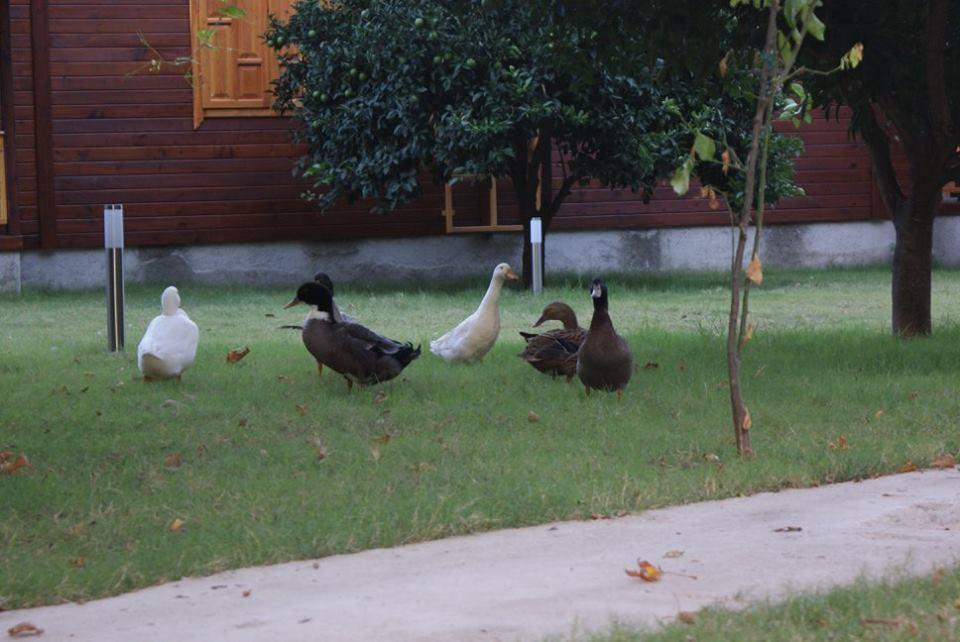 Maji Village Çıralı Buitenkant foto